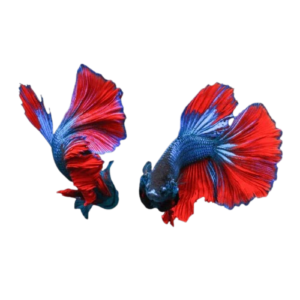 BETTA COLLECTION