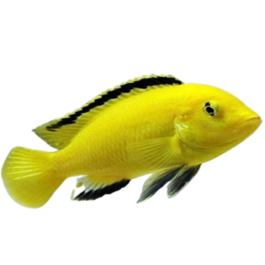 Banana-Cichlid