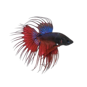 Crowntail Beeta Fish
