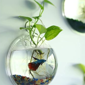 acrylic-bowl