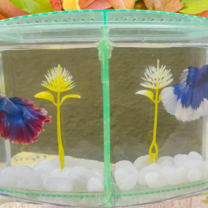 betta fish tank with 2 compartments