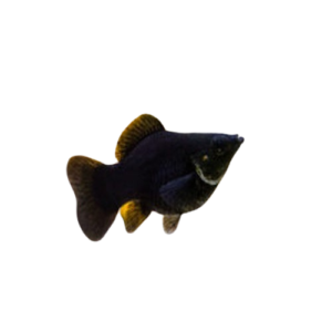 Black Balloon Molly