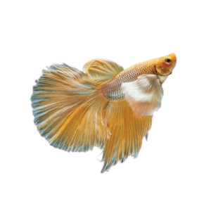 Exclusive goldbetta Fish