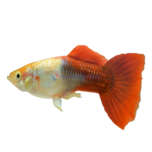 GOLDEN RED GUPPY