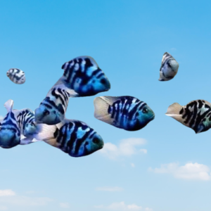 polar-parrot-fish