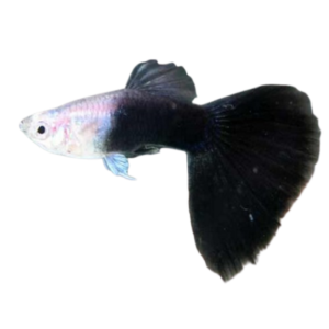 HALF BLACK GUPPY